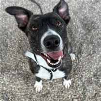 adopt-pet