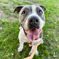 adopt-pet