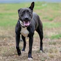 Thumbnail photo of Zadie #1