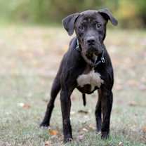 Thumbnail photo of Chief #1