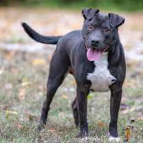 Thumbnail photo of Marbles #1