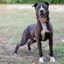 Thumbnail photo of Baxter #1