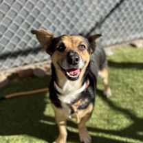 adopt-pet