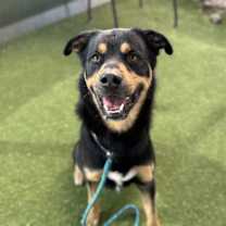adopt-pet