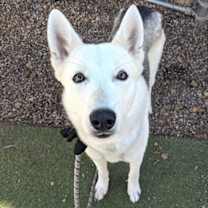adopt-pet