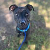 Thumbnail photo of Halo #1