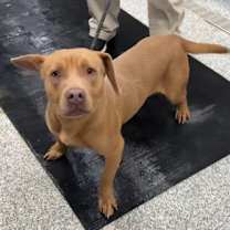 Thumbnail photo of Bozo #2