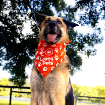 Thumbnail photo of Gypsy  #1