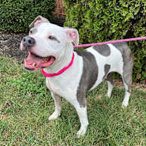 Thumbnail photo of Paisley #3