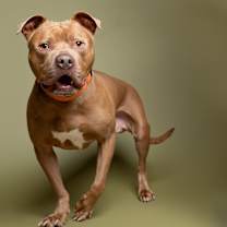 Thumbnail photo of Obi #1