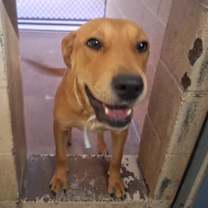 adopt-pet