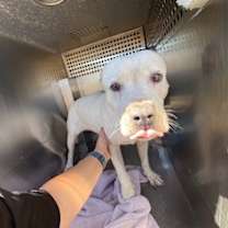 adopt-pet