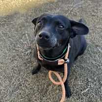 adopt-pet
