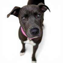 Thumbnail photo of Lyra #2