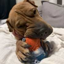 Thumbnail photo of Grasshopper #3