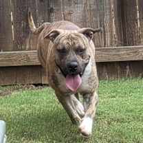 Thumbnail photo of Camo #3