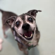 Thumbnail photo of Ace 13221 #2