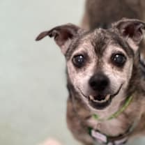 Thumbnail photo of Ace 13221 #3