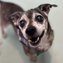 Thumbnail photo of Ace 13221 #4