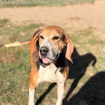 Thumbnail photo of Roxy #1