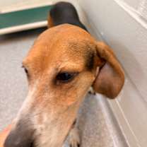 Thumbnail photo of Roxy #2