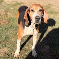 Thumbnail photo of Roxy #4