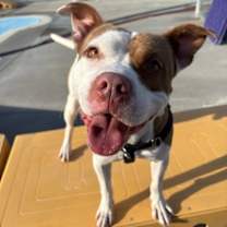 Thumbnail photo of Critter #2