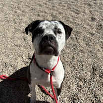 adopt-pet
