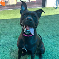 Thumbnail photo of STORMEE #3