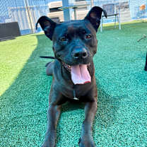 Thumbnail photo of STORMEE #4