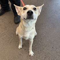adopt-pet