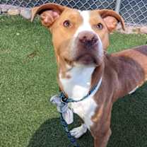 adopt-pet