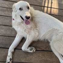 Thumbnail photo of Hercules #3