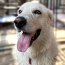 Thumbnail photo of Hercules #4