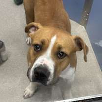 adopt-pet