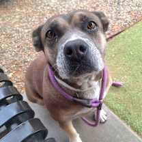 adopt-pet