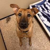 adopt-pet