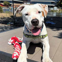 Thumbnail photo of Monterey #1