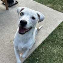 Thumbnail photo of Chico #4