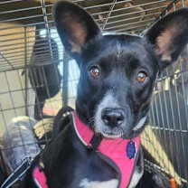 Thumbnail photo of Nova #2