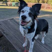 Thumbnail photo of Scute #1