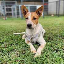 Thumbnail photo of Stormie *adoption fee covered in full* (Special Needs - Heart Condition) #1