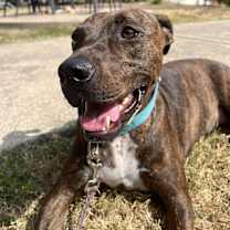 Thumbnail photo of Cinnamon #1