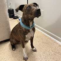 Thumbnail photo of Cinnamon #2