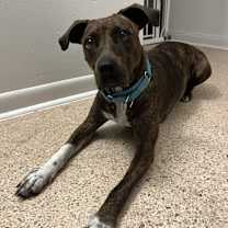 Thumbnail photo of Cinnamon #3