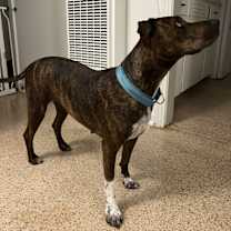 Thumbnail photo of Cinnamon #4