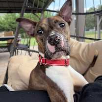 Thumbnail photo of Sheba #2