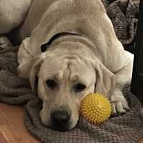 Thumbnail photo of Bailey #1