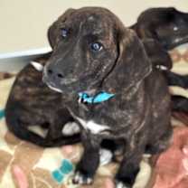 Thumbnail photo of Diesel #3