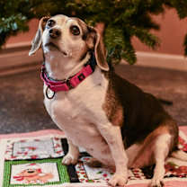 Thumbnail photo of Maggie #1